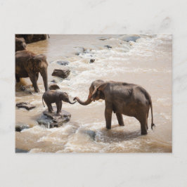 Olifant Briefkaart