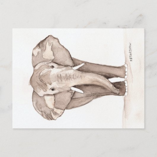 olifant briefkaart (Voorkant)