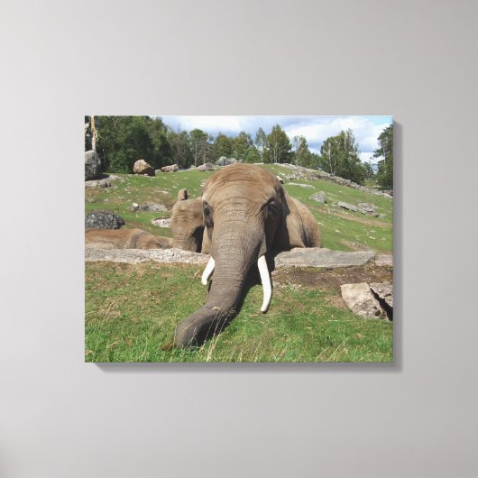 Olifant Close-up Canvas Afdruk (Voorkant)