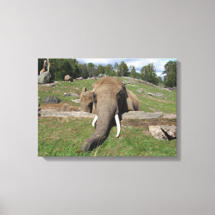 Olifant Close-up Canvas Afdruk