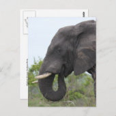 Olifant Eating Briefkaart (Voorkant / Achterkant)