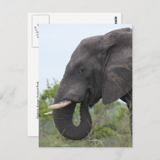 Olifant Eating Briefkaart (Voorkant / Achterkant)