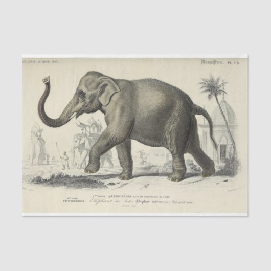  olifant Ephemera decoupage Franse script Tissuepapier (Voorkant)