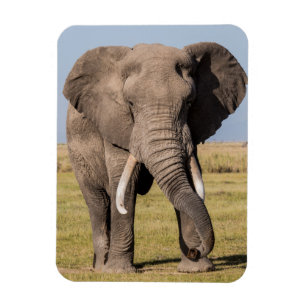 Olifant in een agressieve houding magneet