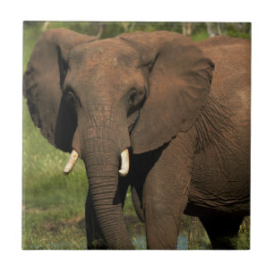 Olifant (Loxodonta Africana), Hwange Nationaal Tegeltje