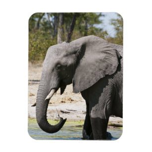 Olifant (Loxodonta africana), Savute Channel Magneet