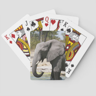Olifant (Loxodonta africana), Savute-kanaal Speelkaarten