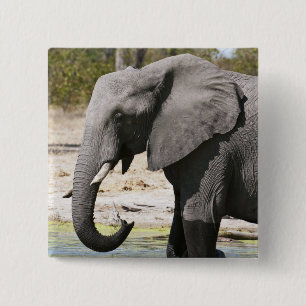 Olifant (Loxodonta africana), Savute-kanaal Vierkante Button 5,1 Cm