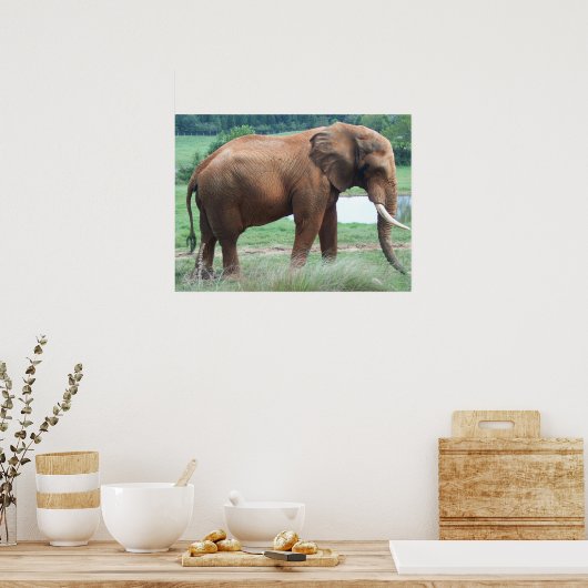 olifant poster (Keuken)