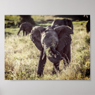 Olifant Poster