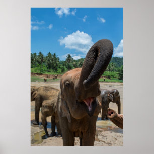 Olifant Sri Lanka Poster