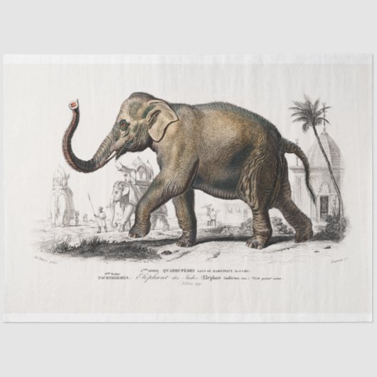  olifant tissuepapier (Voorkant)
