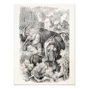  olifant uit de jaren 1800 - Olifanten Foto Afdruk