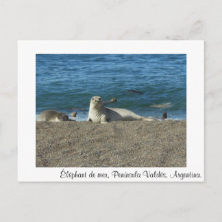 Olifant van zee briefkaart