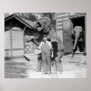 Olifant voert een truc uit, 1915. Oude foto Poster
