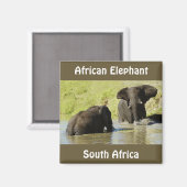 Olifant zwemmen (Afrikaanse olifant) magneet (Voorkant / Achterkant)