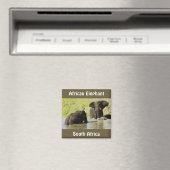 Olifant zwemmen (Afrikaanse olifant) magneet (Insitu (Vaatwasser))