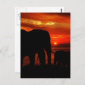 Olifanten bij zonsondergang briefkaart (Voorkant / Achterkant)
