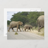 Olifanten Briefkaart (Voorkant / Achterkant)