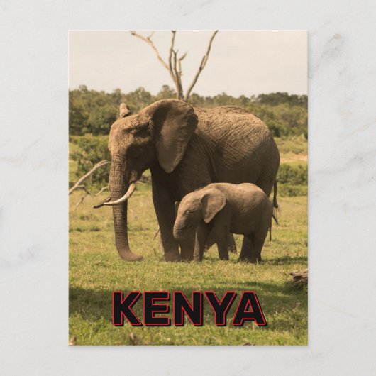 Olifanten grazen in Kenia Briefkaart (Voorkant)