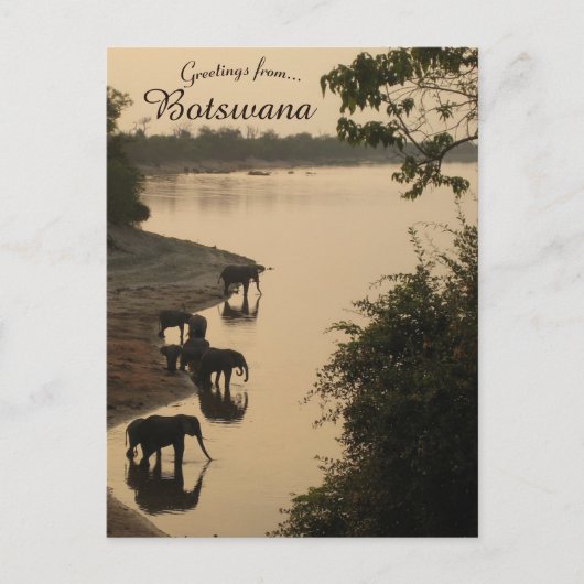 Olifanten in Botswana Briefkaart (Voorkant)