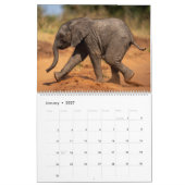 Olifanten Kalender (Jan 2027)