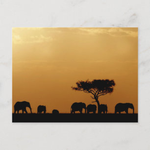 Olifanten op Sunset Briefkaart