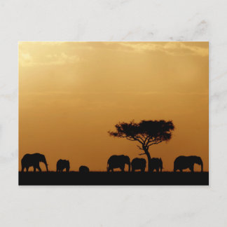 Olifanten op Sunset Briefkaart