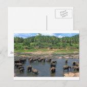 Olifanten Sri Lanka Briefkaart (Voorkant / Achterkant)