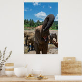 Olifanten Sri Lanka Poster (Keuken)
