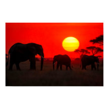 Olifantenfamilie in zonsondergang