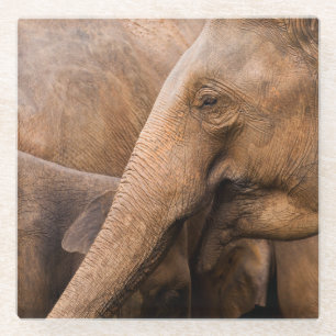 Olifantenfamilie: Majestic Wildlife Glazen Onderzetter