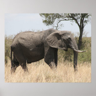 olifantenmasai poster