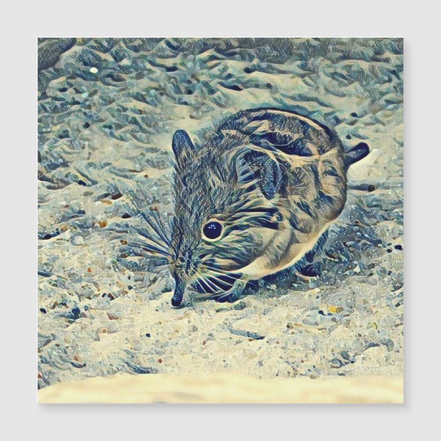 olifantenreg (Macroscelididae) (Voorkant)