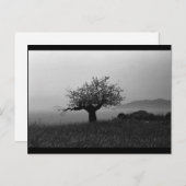 Olijfbomen (briefkaart) briefkaart (Voorkant / Achterkant)