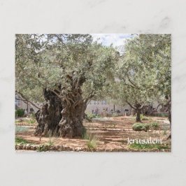 Olijfbomen in Gethsemane, Jeruzalem, Israël Briefkaart