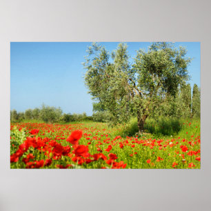 Olijfbomen in het poster van papavervelden