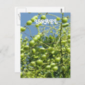 Olijfbomen in Israël Briefkaart (Voorkant / Achterkant)