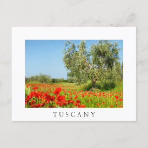 Olijfbomen in papaver, briefkaart van Toscane