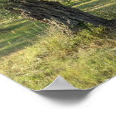 Olijfbomen op het Griekse eiland Thassos Poster (Hoek)