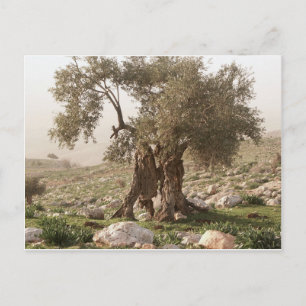 olijfboom uit het noorden van jordanië briefkaart