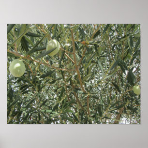 Olijfboombladeren Poster