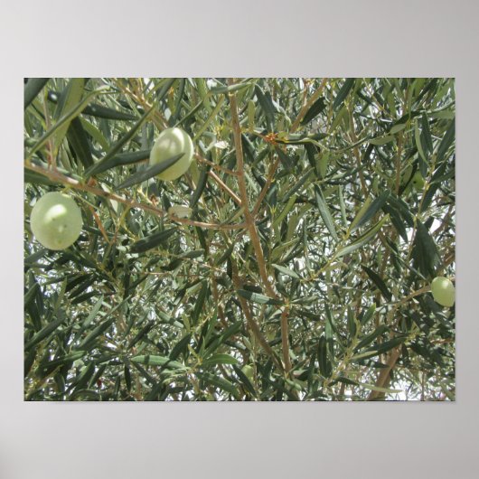 Olijfboombladeren Poster (Voorkant)