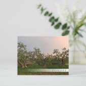 Olijfboomgaard in briefkaart met zonnestaaf (Staand voorkant)