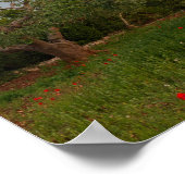 Olijfboomgaard in het zonsondergang-poster poster (Hoek)