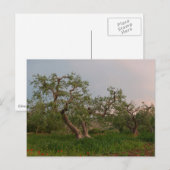 Olijfboomgaard in het zonsonderste briefkaart (Voorkant / Achterkant)