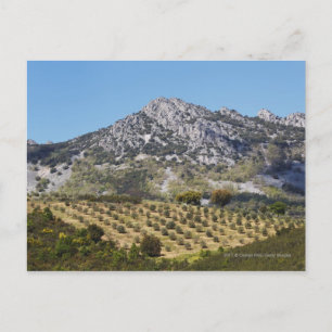 Olijfboomgaarden Briefkaart