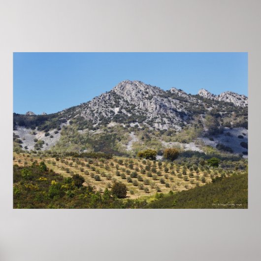 Olijfboomgaarden Poster (Voorkant)