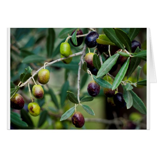 Olijffruit dat aan de boom groeit (Voorkant Horizontaal)