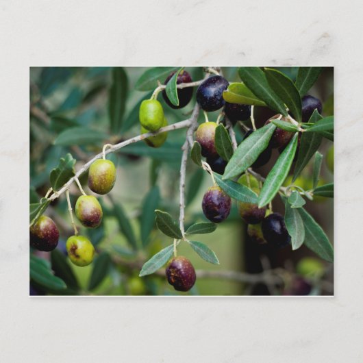 Olijffruit dat aan de boom groeit briefkaart (Voorkant)